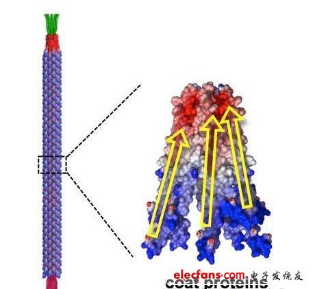 M13噬菌体的形状。制成了长880nm，直径为6.6nm的棒状。构成外膜部分的2700个蛋白质各呈螺旋状，在外力作用下产生变形时就会极化