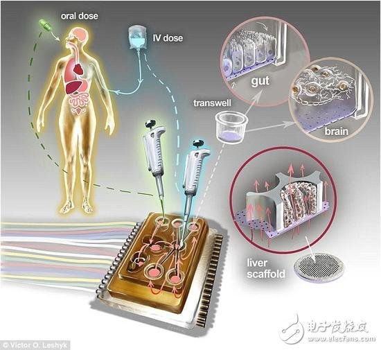 最新版本“人體芯片”裝置 能夠容納多達10種人造“人類器官” 