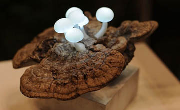 最优秀的创意大师的设计灵感：蘑菇形LED灯