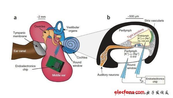 在实验中，研究人员在豚鼠内耳生物电池膜的两边植入了电极，并将低功率芯片与电极相连。