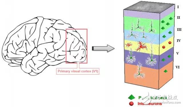 深度神经网络（DNN）=人类大脑皮层结构？