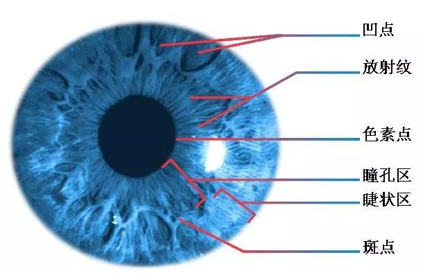 基于生物特征识别的虹膜识别技术介绍及其应用