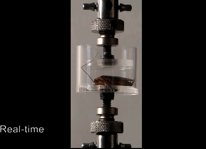 研究人员借鉴蟑螂灵活的外骨骼结构，制造出一款机器人雏形